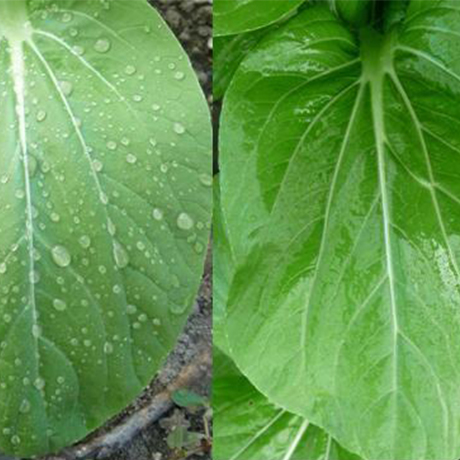 Silikon Ürünlerin Tarımsal Bitki Korumada Uygulanması