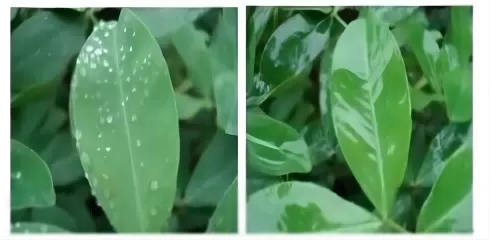 Polieter Modifiye Heptametil Trisiloksan (HC-EM9362) Hakkında Konuşun: Yapısal Özellikler, Sentez Süreci ve Yenilikçi Uygulamalar